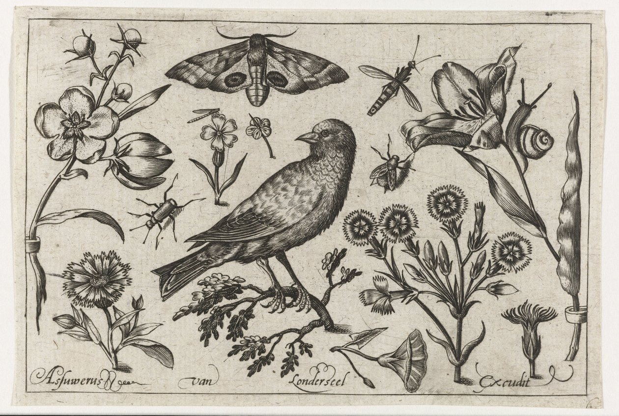 Fiori, insetti, pavone notturno e un corvo (serie di uccelli, fiori, insetti ecc.) da Nicolaes de Bruyn (possibly)