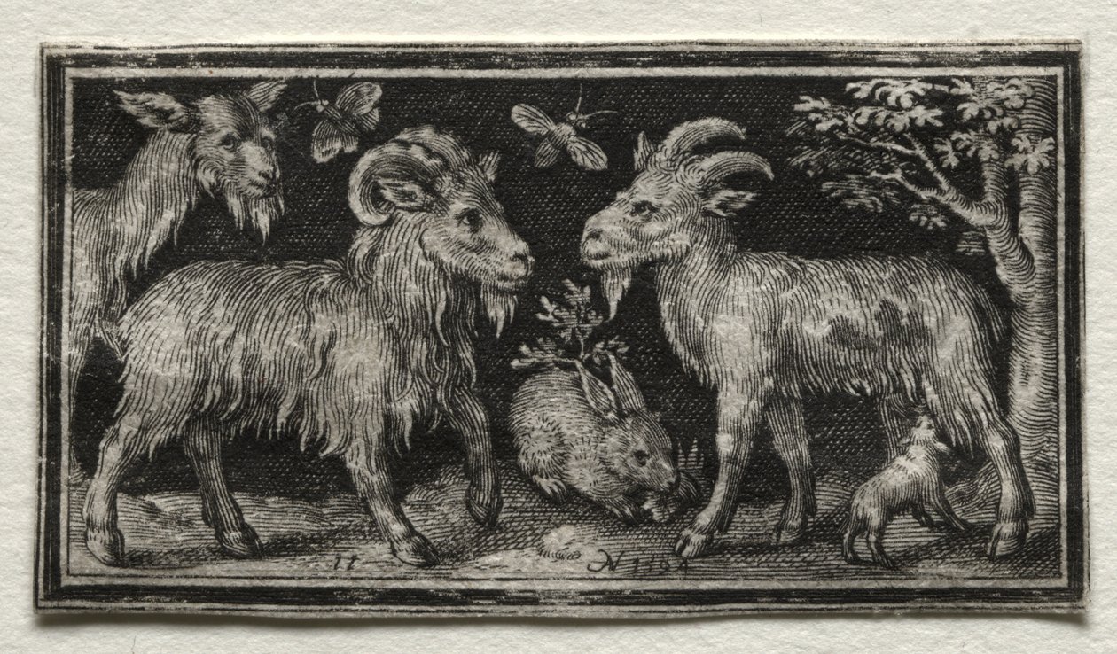 Capre e lepre da Nicolaes de Bruyn