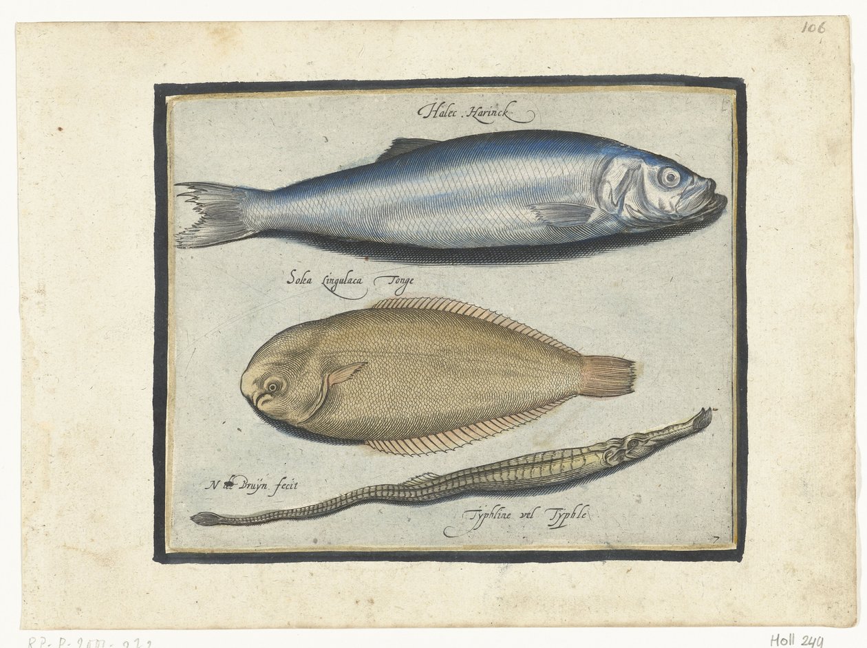Aringa, sogliola e pesce ago da Nicolaes de Bruyn