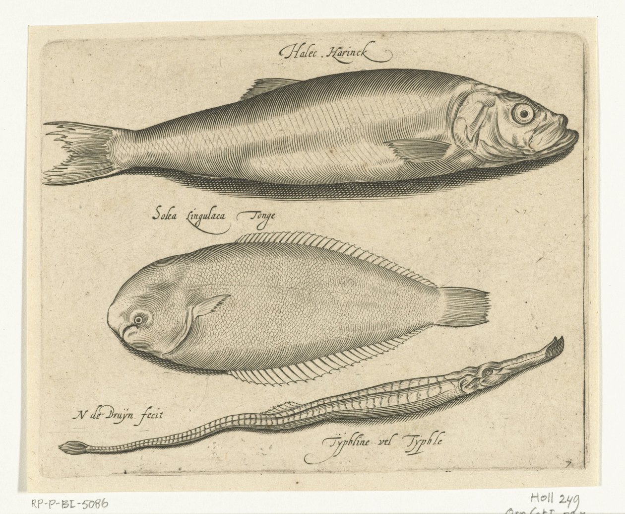 Aringa, sogliola e pesce ago da Nicolaes de Bruyn