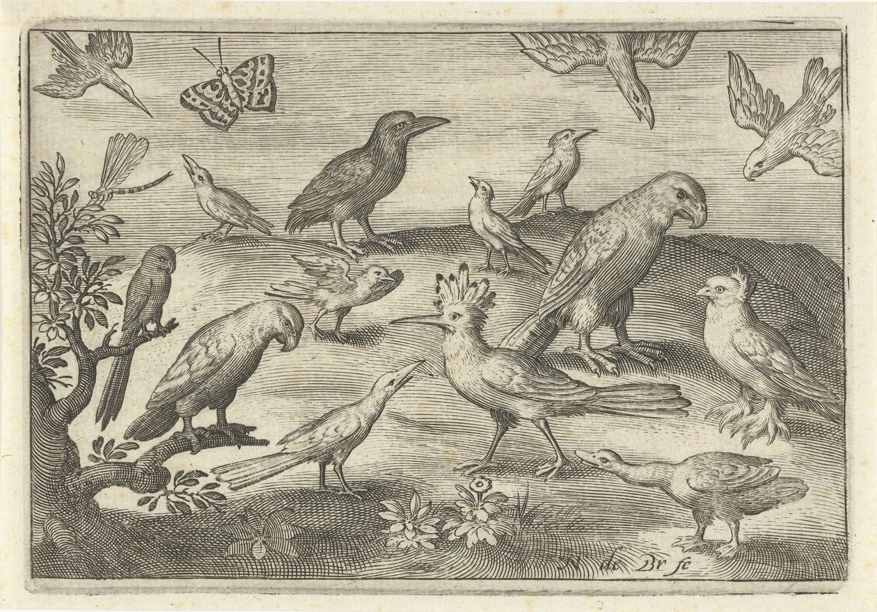 Upupa e altri uccelli (serie: Uccelli e insetti) da Nicolaes de Bruyn