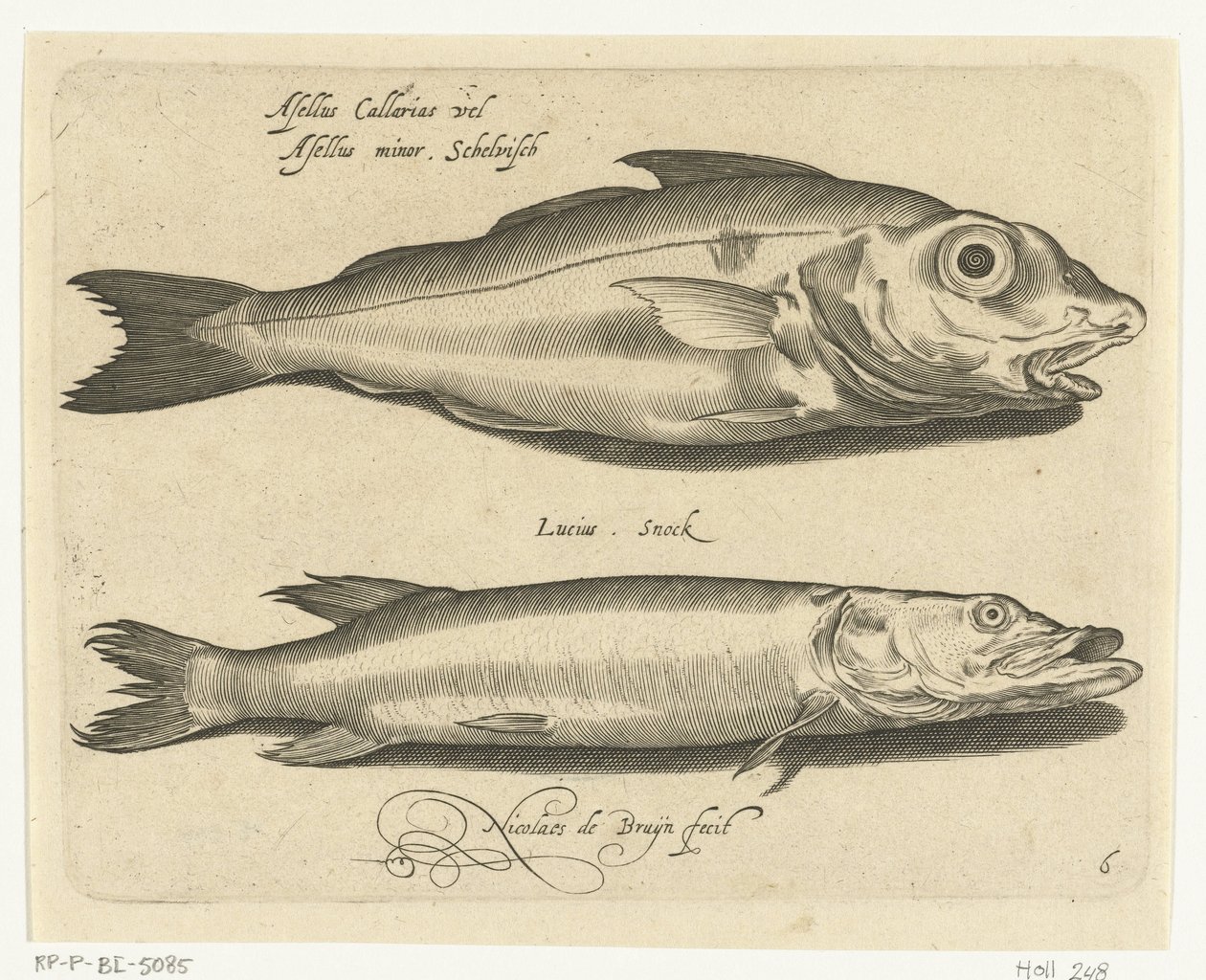 Merluzzo e luccio da Nicolaes de Bruyn