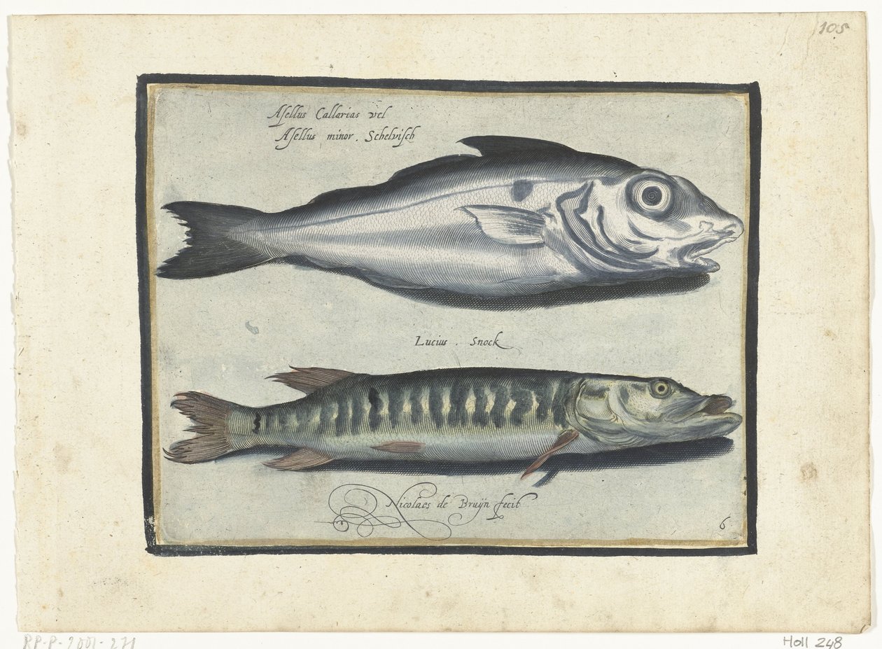 Merluzzo e luccio da Nicolaes de Bruyn