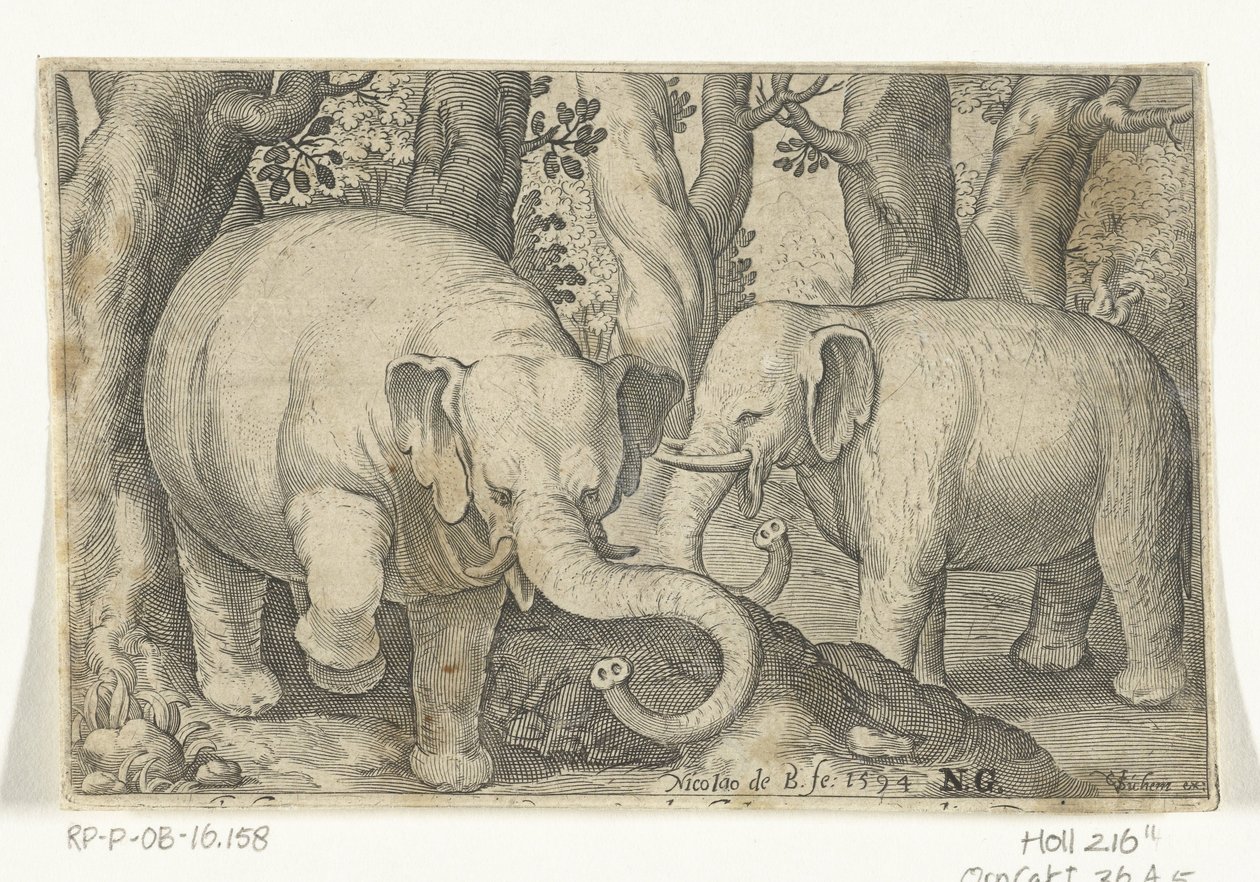 Due elefanti da Nicolaes de Bruyn