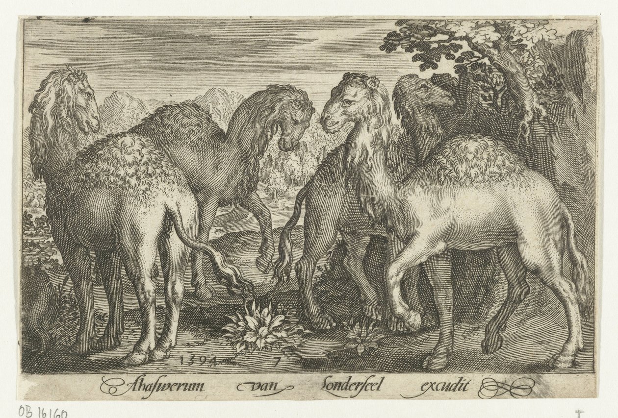 Quattro dromedari da Nicolaes de Bruyn