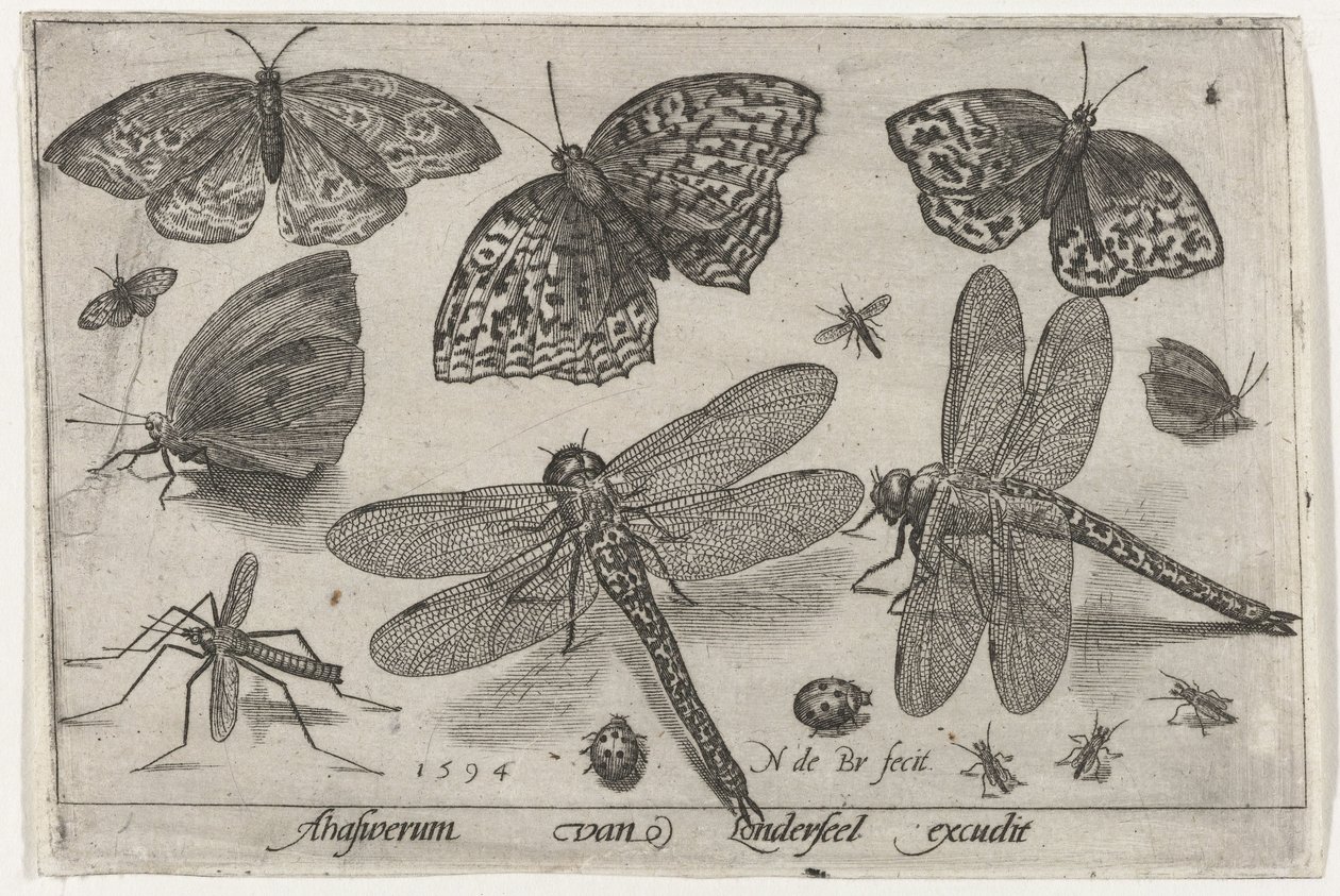 Farfalle e libellule da Nicolaes de Bruyn