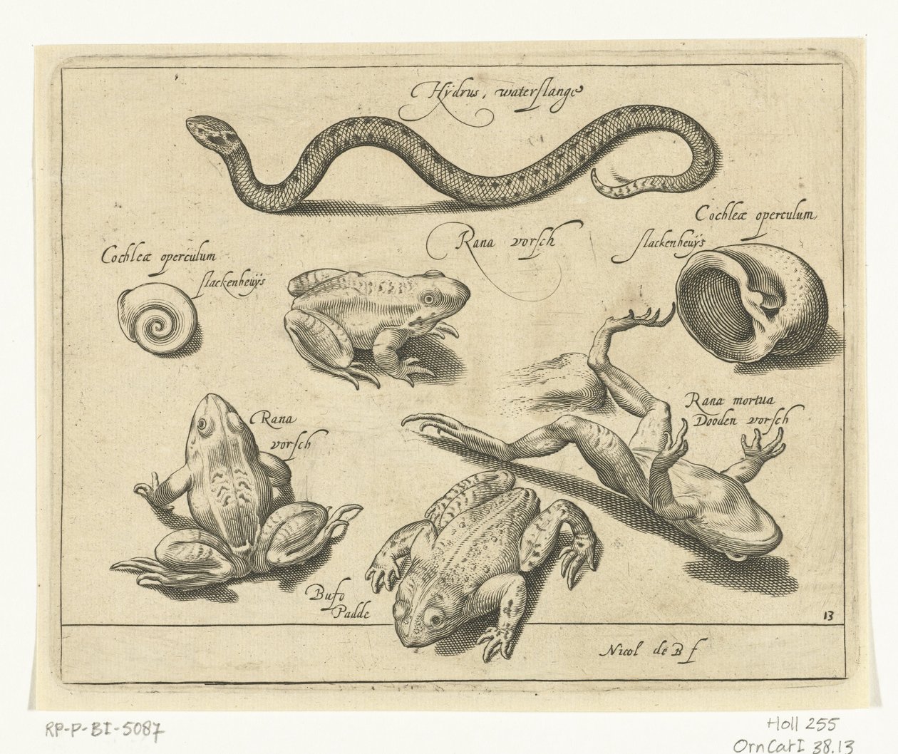 Serpente d