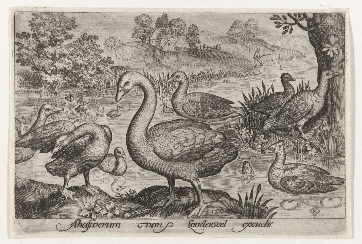 Cigno e oche e anatre vicino all