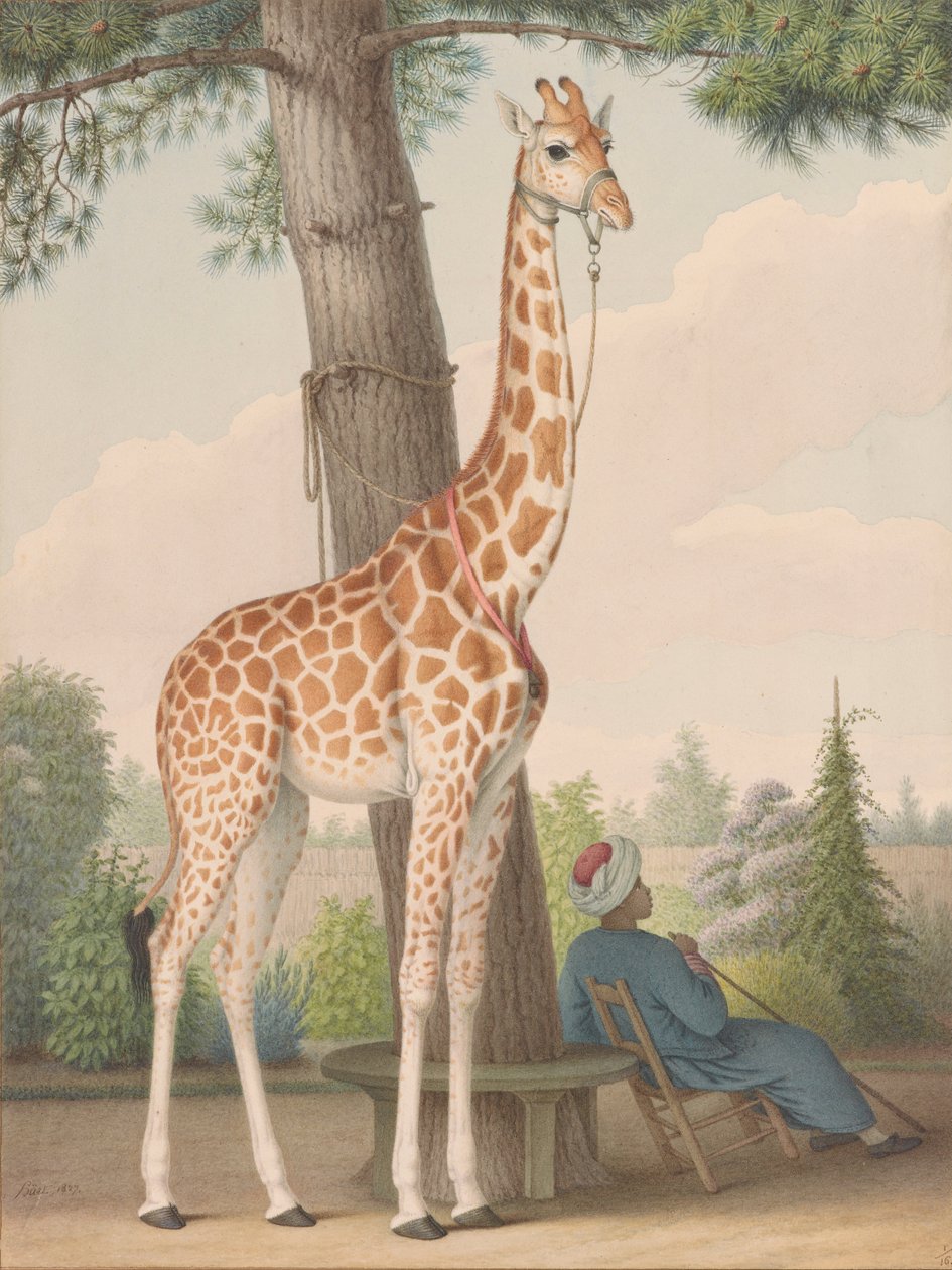 Studio della giraffa donata a Carlo X dal viceré d