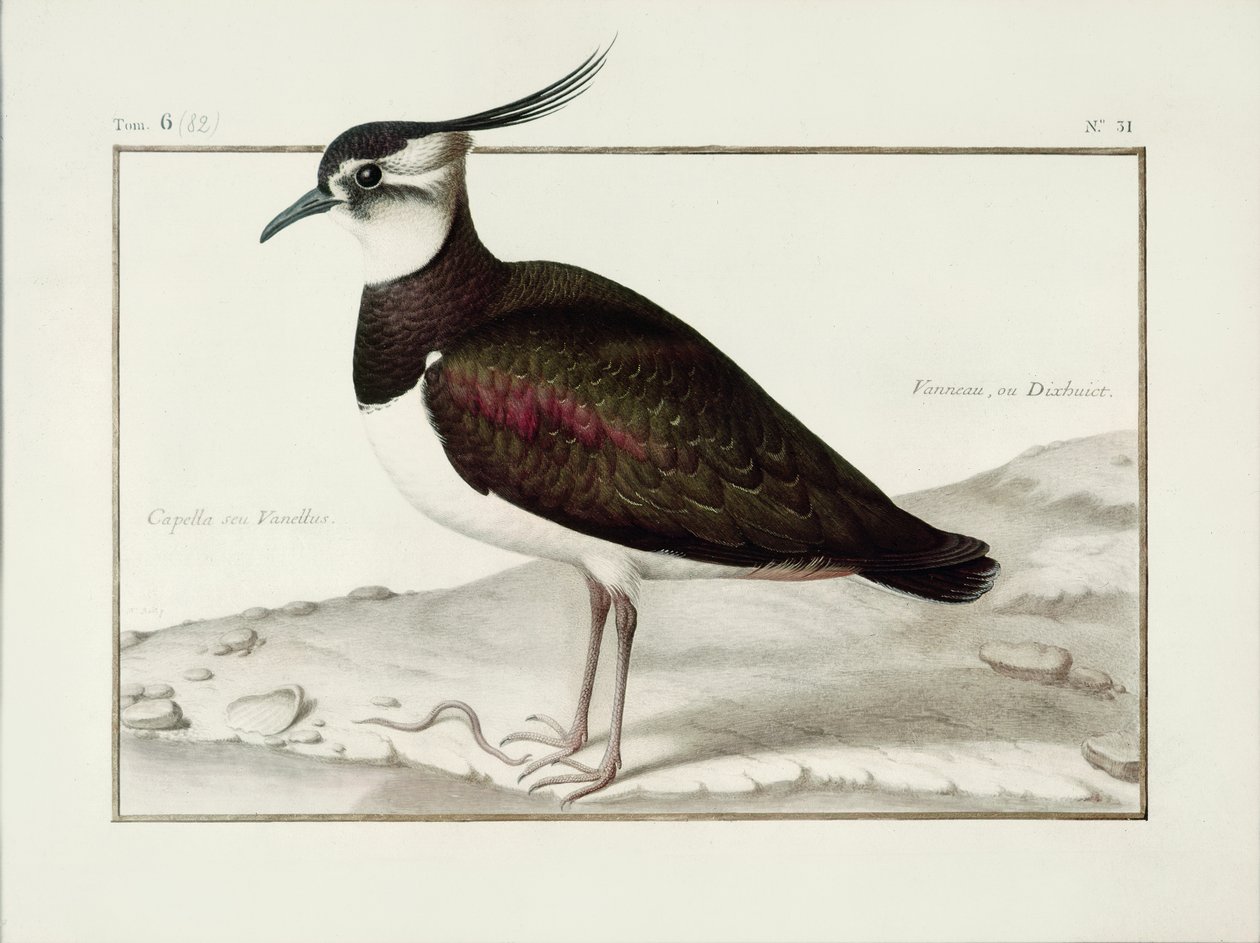 Un pavoncella da Nicolas Robert