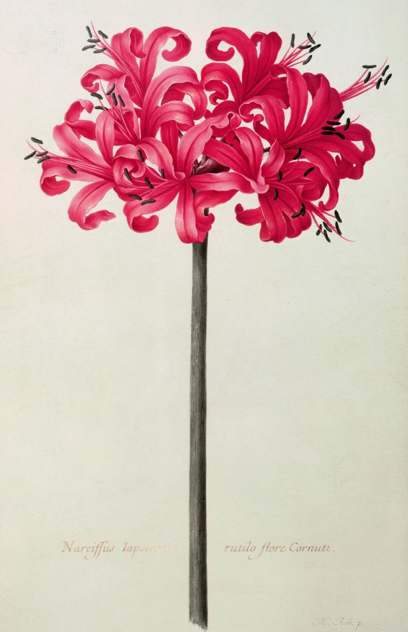 Amaryllis Sarniensis, o Narciso da Nicolas Robert