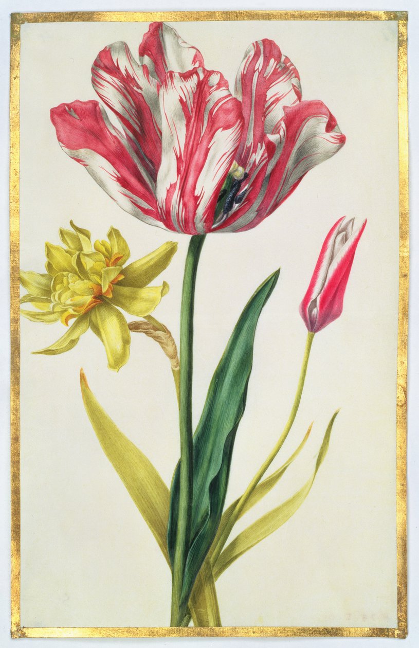 Narciso e tulipano, c.1675 da Nicolas Robert