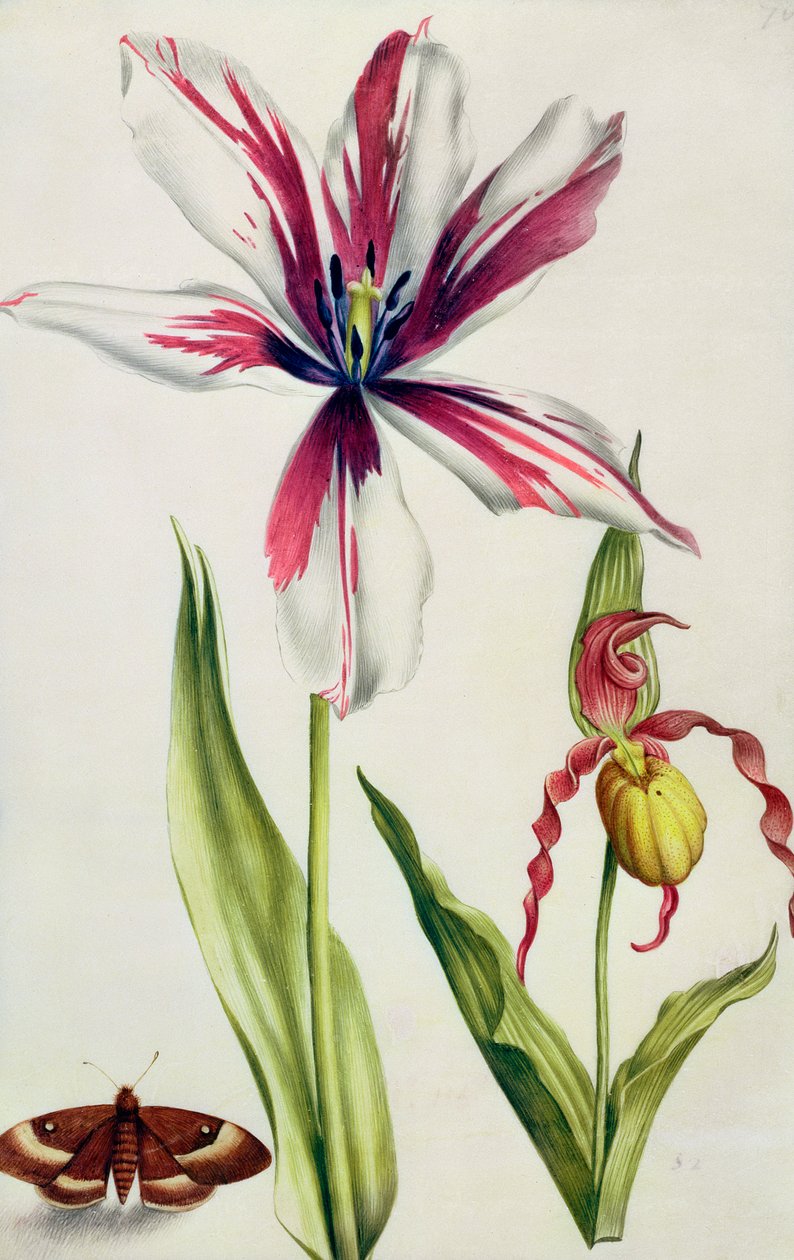 Orchidea, tulipano e farfalla, c.1675 da Nicolas Robert