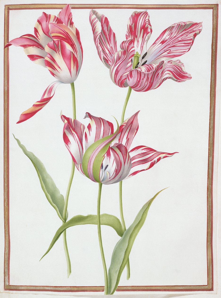 Tre tulipani 