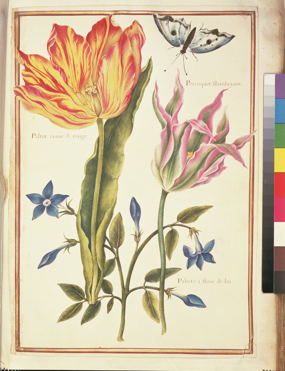 Due tulipani 