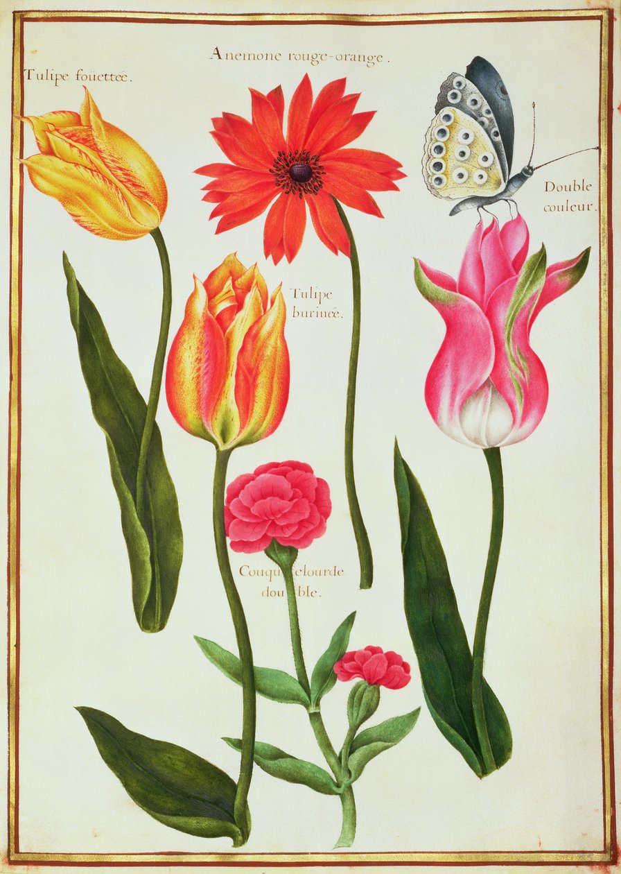 Tulipani, Anemone, Lychnis e una Farfalla da Nicolas Robert