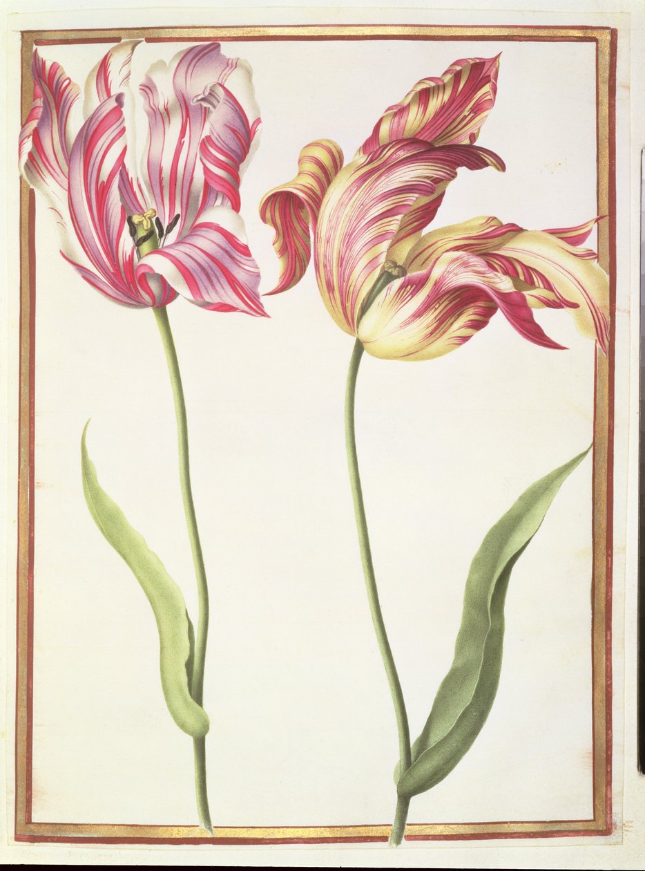 Due tulipani 