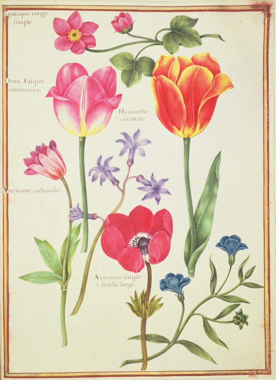 Studi di fiori da Nicolas Robert