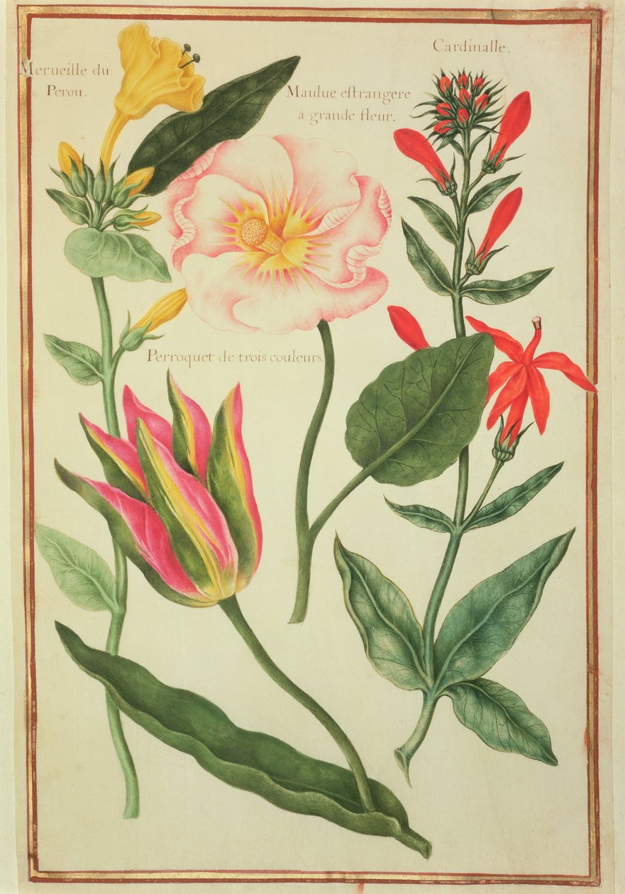 Studi di fiori da Nicolas Robert