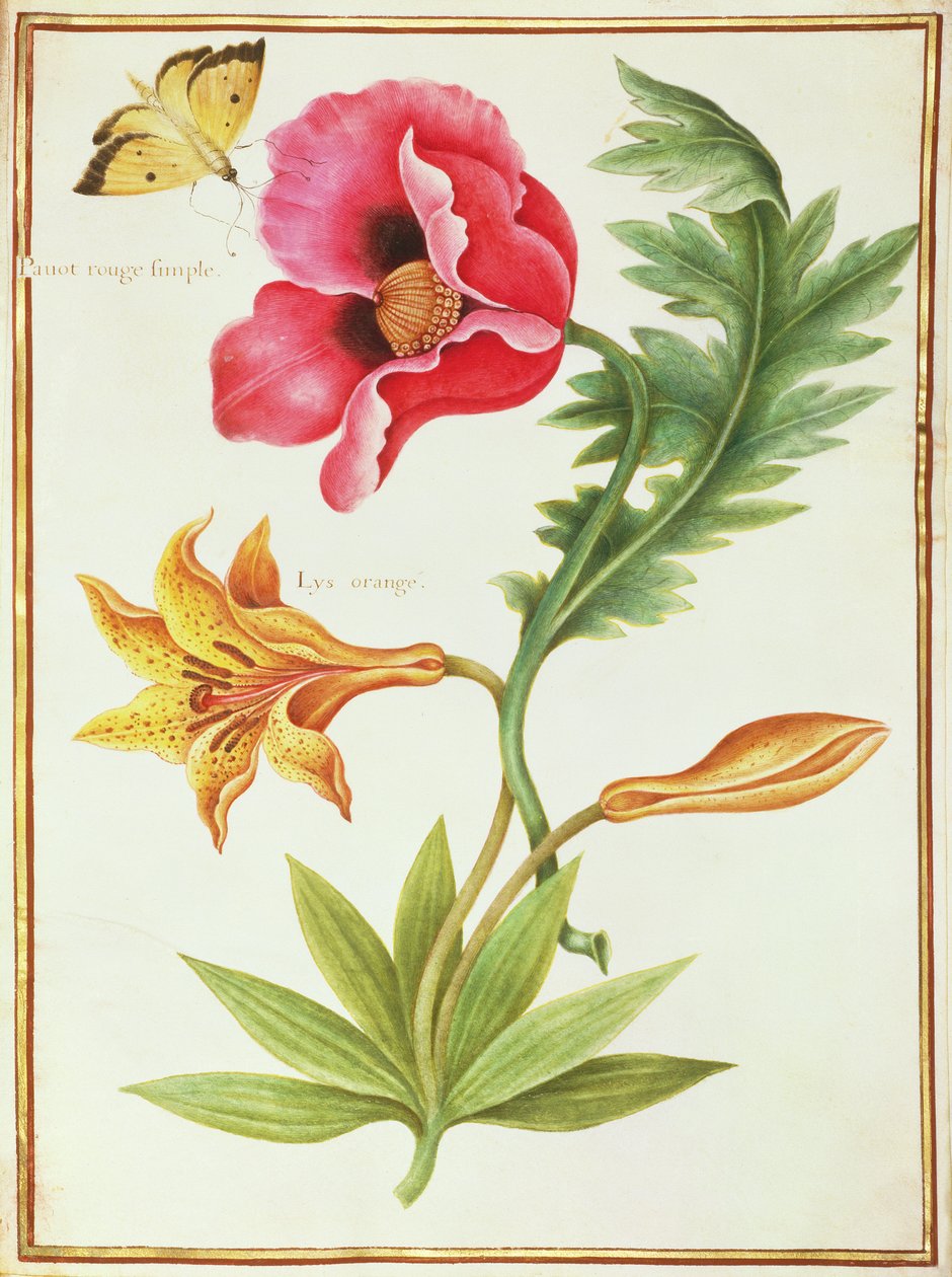 Papavero e un giglio arancione da Nicolas Robert