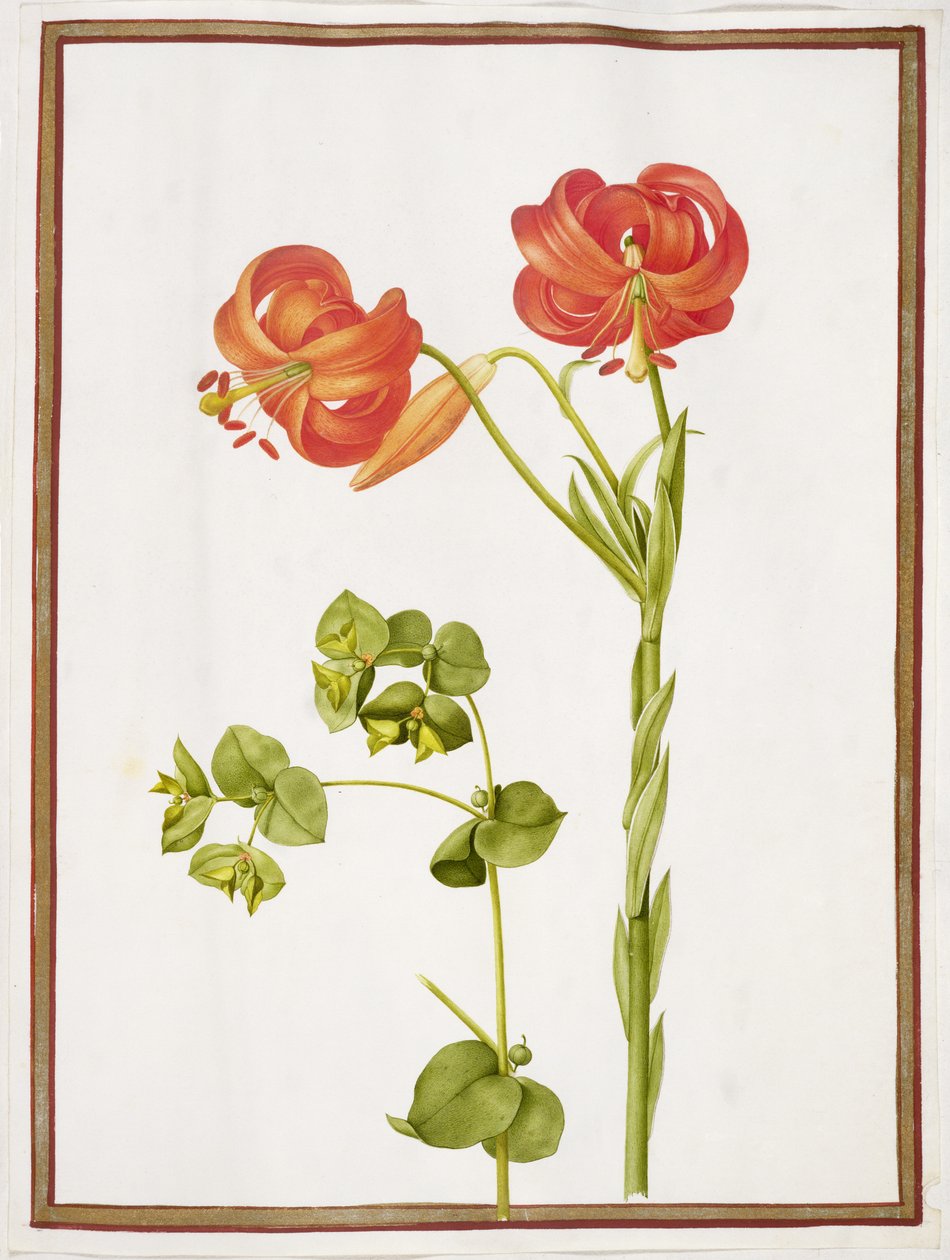 PD.109-1973.f9 (LtoR) Spurge e Lilium Chalcedonicum da Nicolas Robert