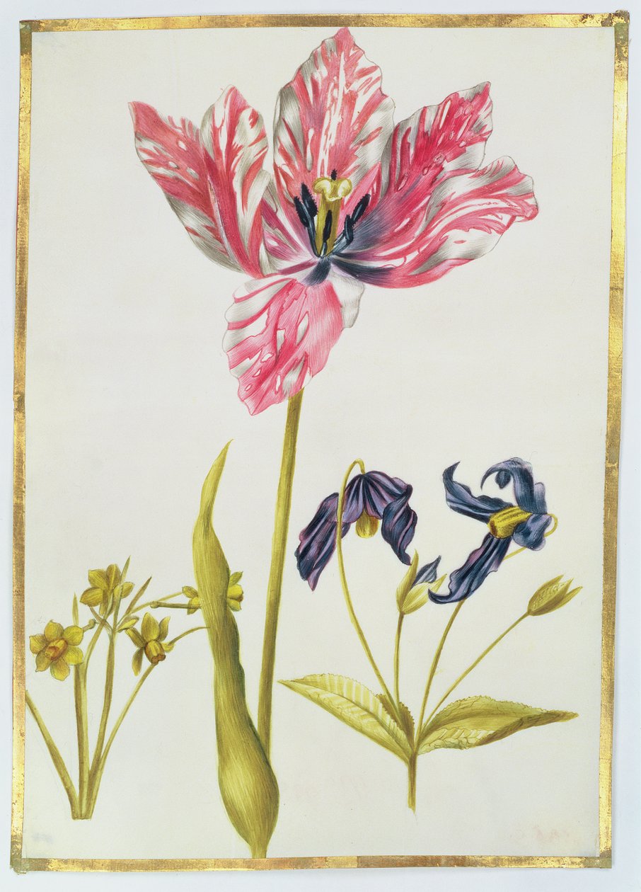 Tulipano e narciso, c.1675 da Nicolas Robert