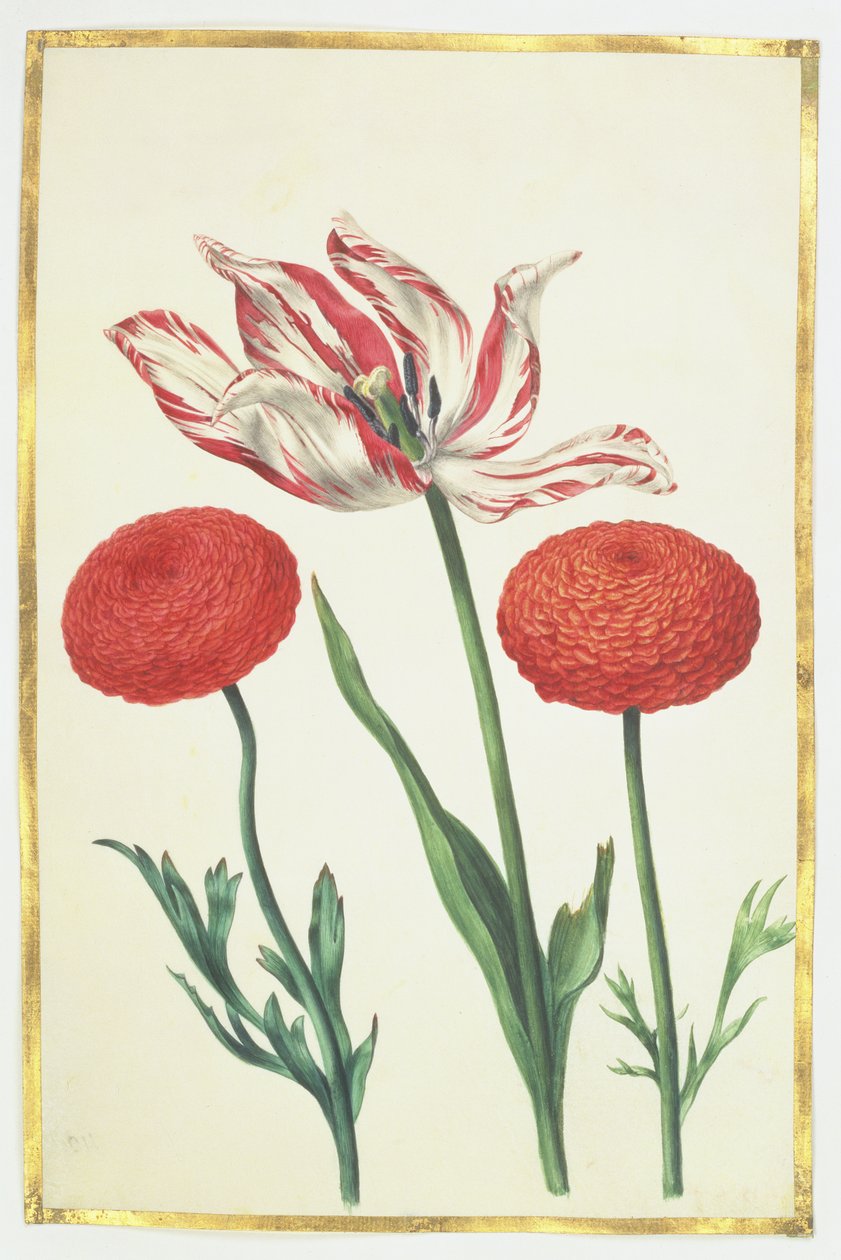 Tulipano e dalie, c.1675 da Nicolas Robert