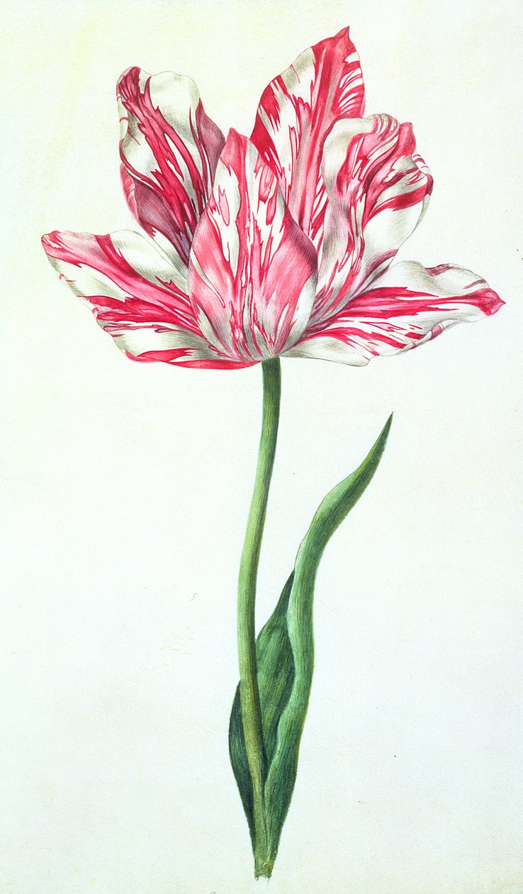 Tulipano, c.1675 da Nicolas Robert