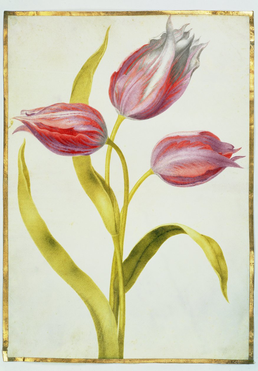 Tulipani, c.1675 da Nicolas Robert