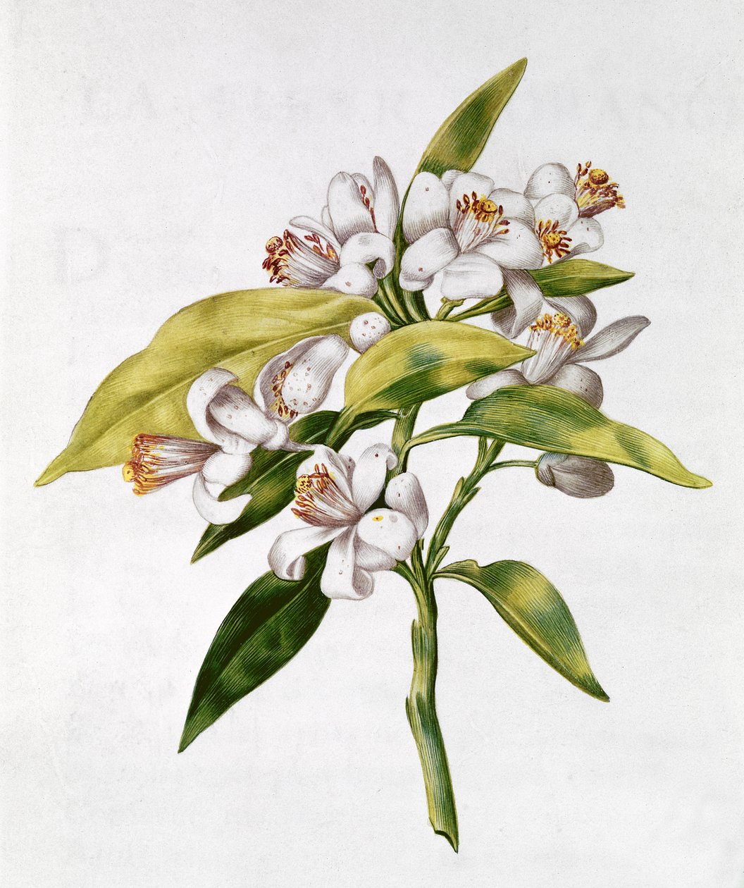 fol.71 Fiore dell