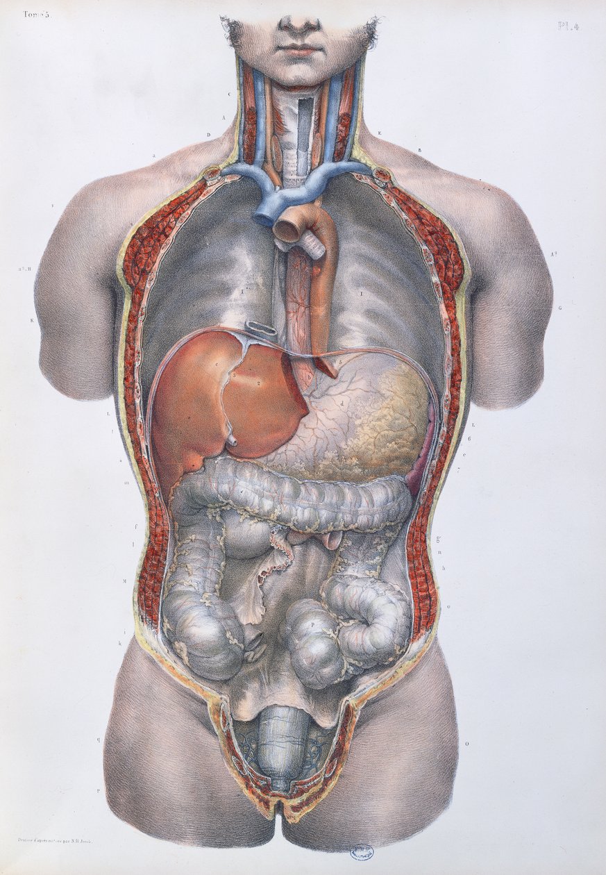 Organi interni, tavola da 