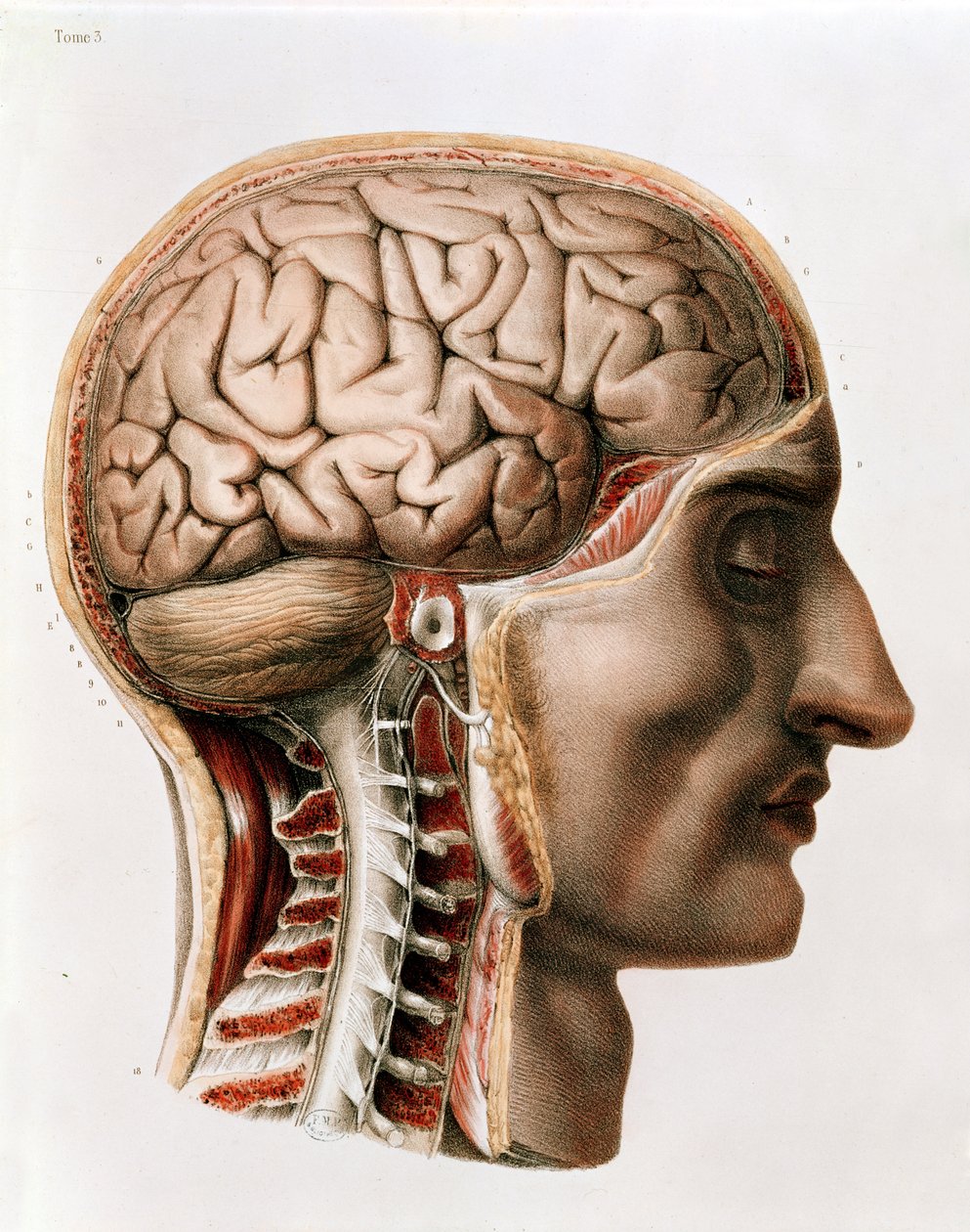 Il cervello, tavola da 