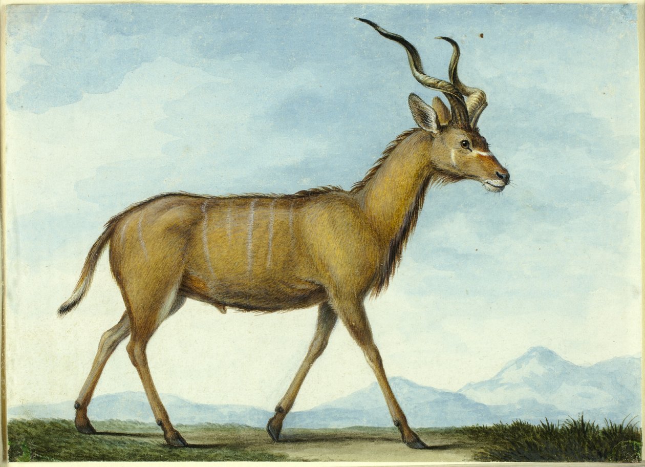 Un Kudu da Nicolas Hüet the Younger