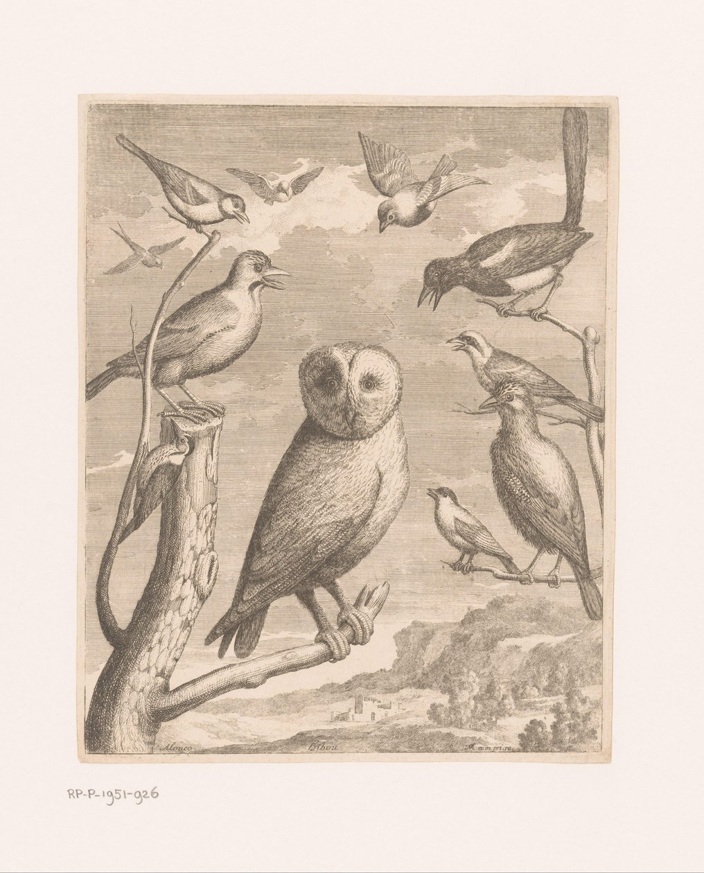 Gufo e altri uccelli da Nicolas Robert (possibly)