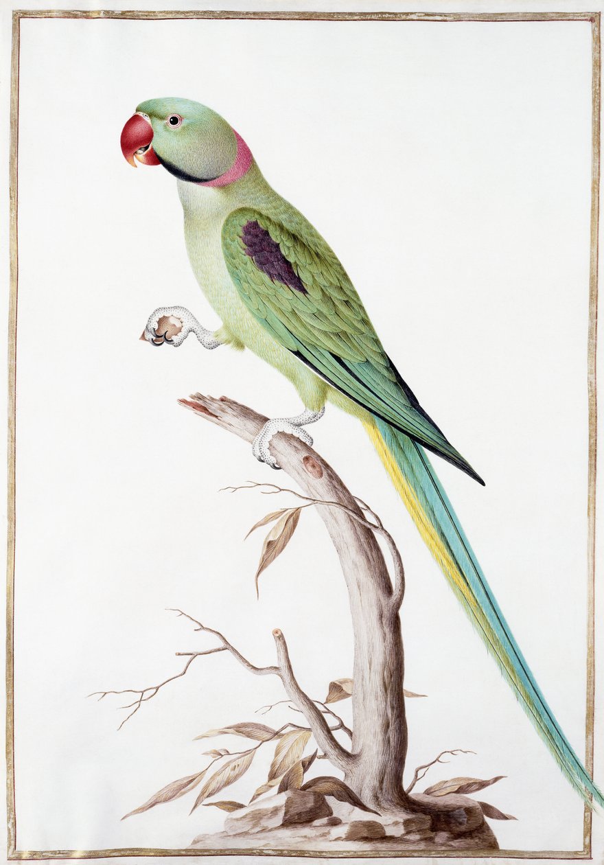 Parrocchetto Alessandrino da Nicolas Robert