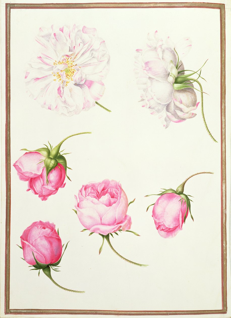 Sei teste di rose antiche da Nicolas Robert