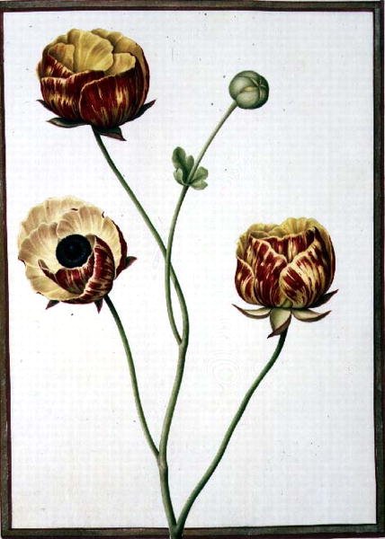 Ranunculus Asiaticus da Nicolas Robert