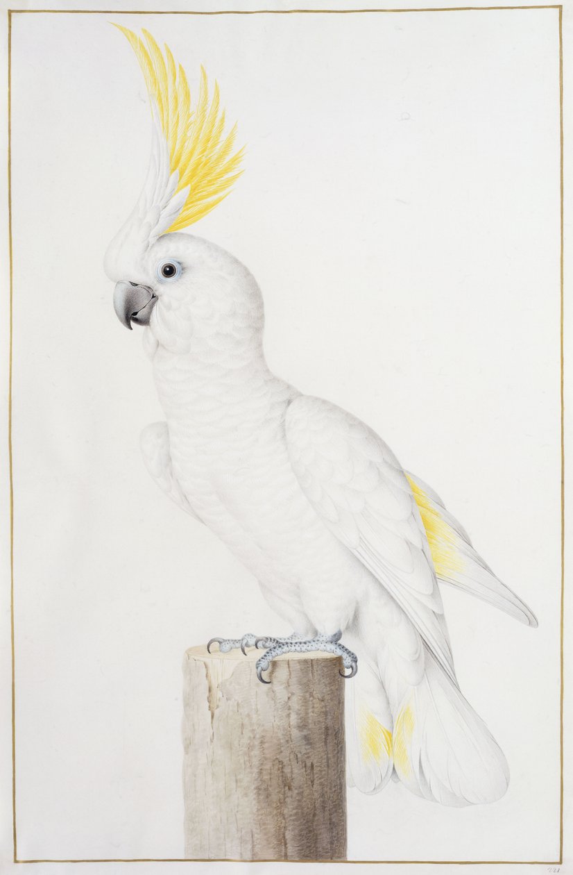Cacatua ciuffogiallo da Nicolas Robert