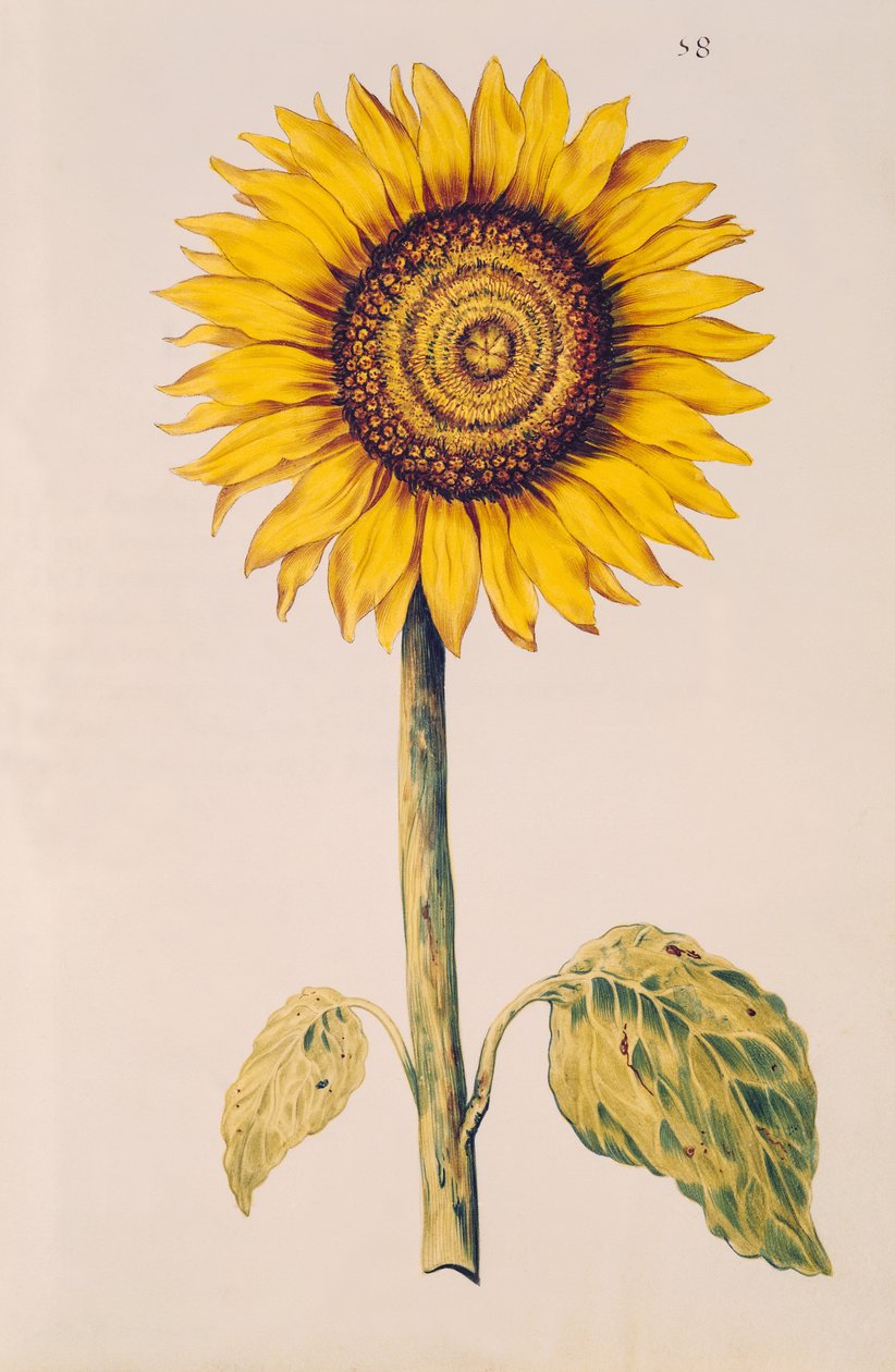 Girasole o Helianthus, da 