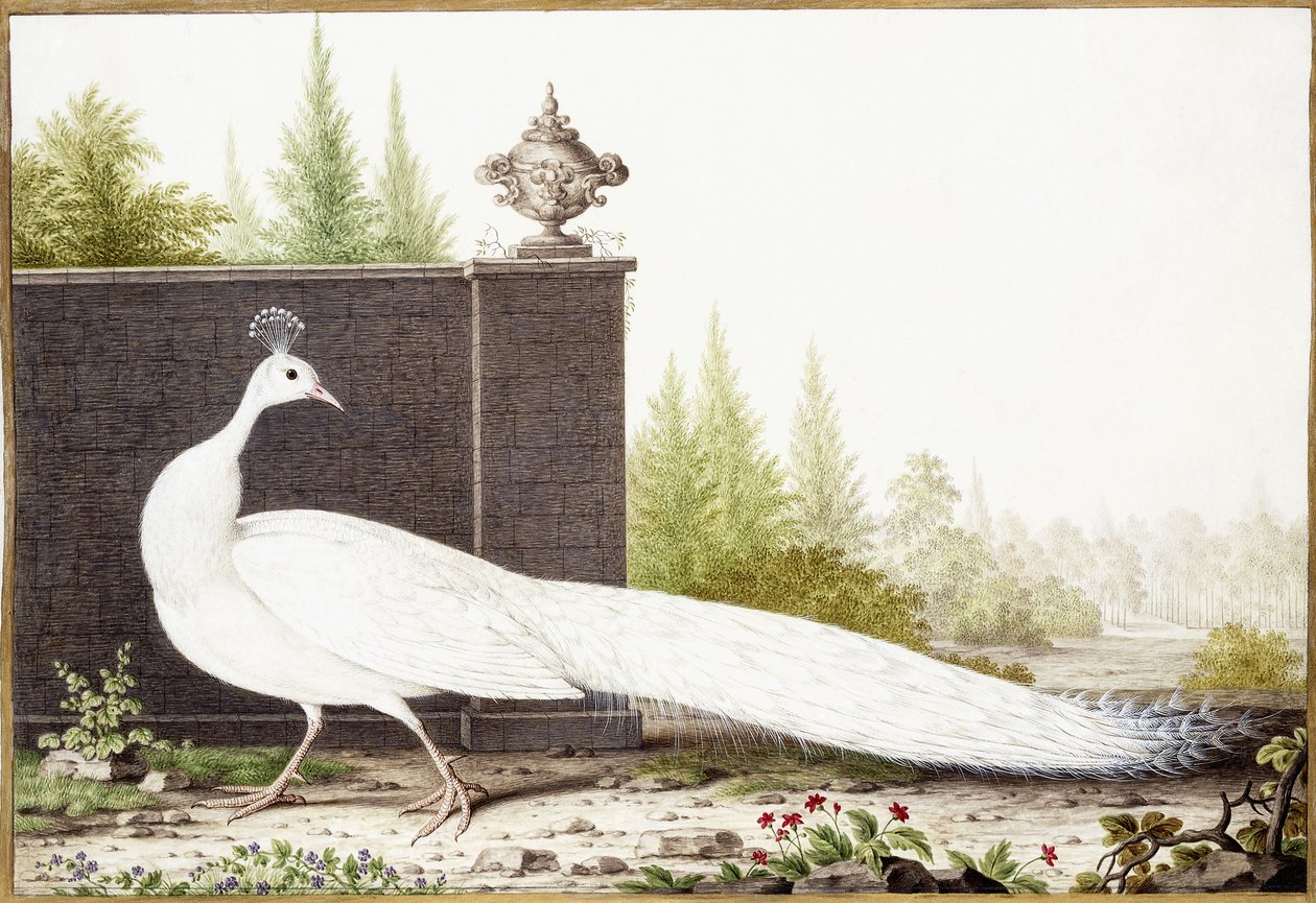 Pavone bianco da Nicolas Robert