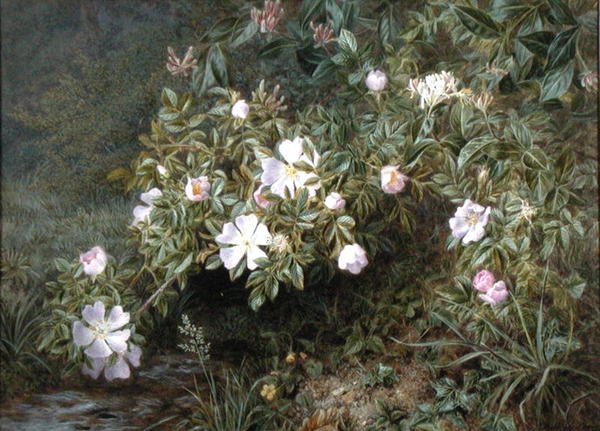 Studio di rose canine, c.1900 da Niels Pieter Rasmussen