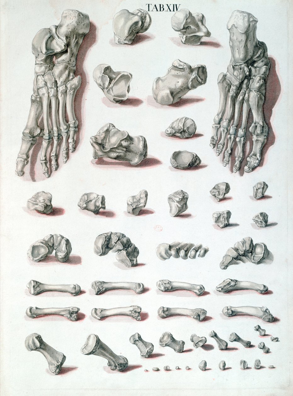 Ossa del piede, da Tabulae Osteologicae di Christoph Jacob Trew (1695-1769) inciso da G. Lichtensteger, 1767 da Nikolaus Friedrich after Eisenberger