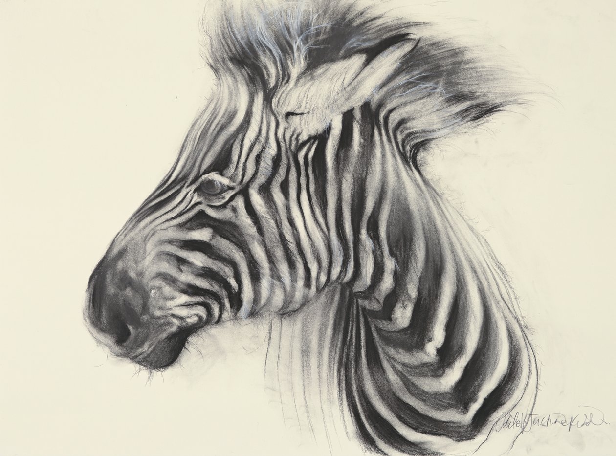 Baby Zebra, 2000 (carboncino su carta) da Odile Kidd