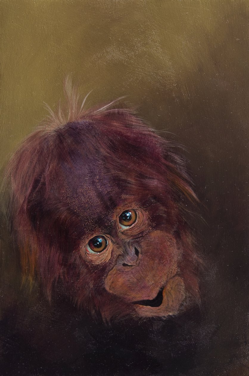 Baby orangutan 2, 2010 (acrilico su legno) da Odile Kidd
