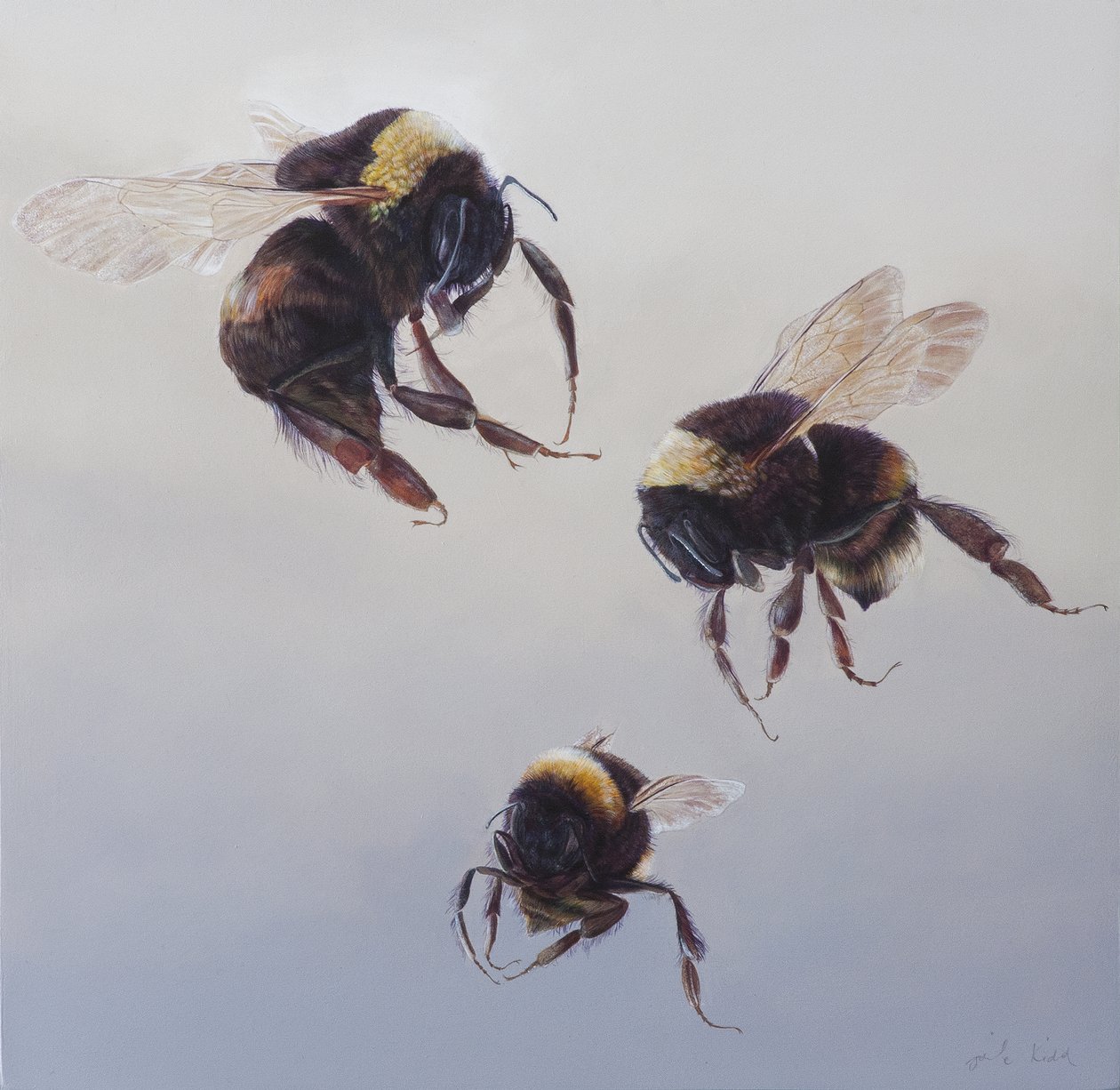 Bombus flight 1, 2011 (acrilico su legno) da Odile Kidd