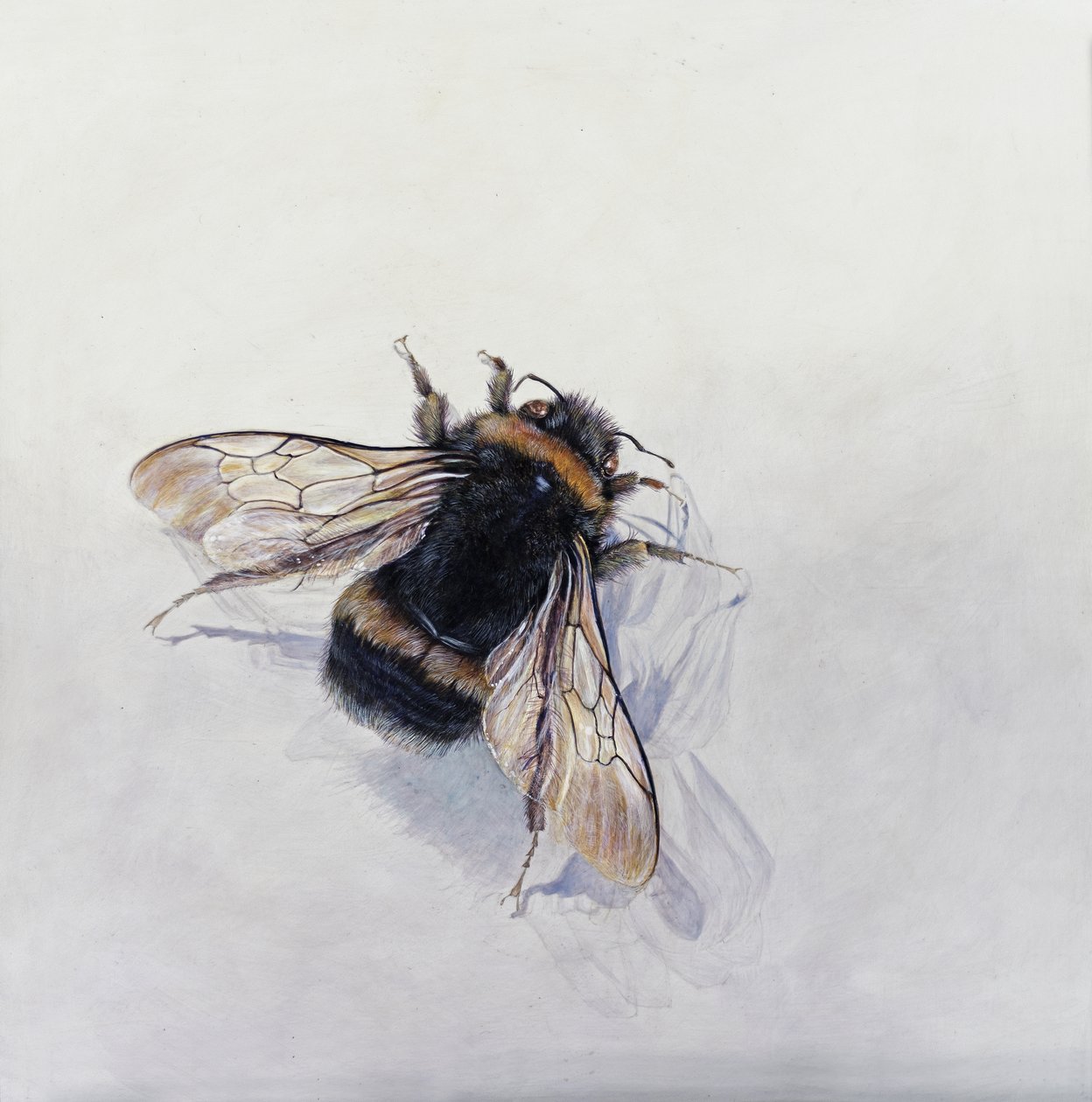 Bombus terrestris 11 (acrilico su legno gesso) da Odile Kidd
