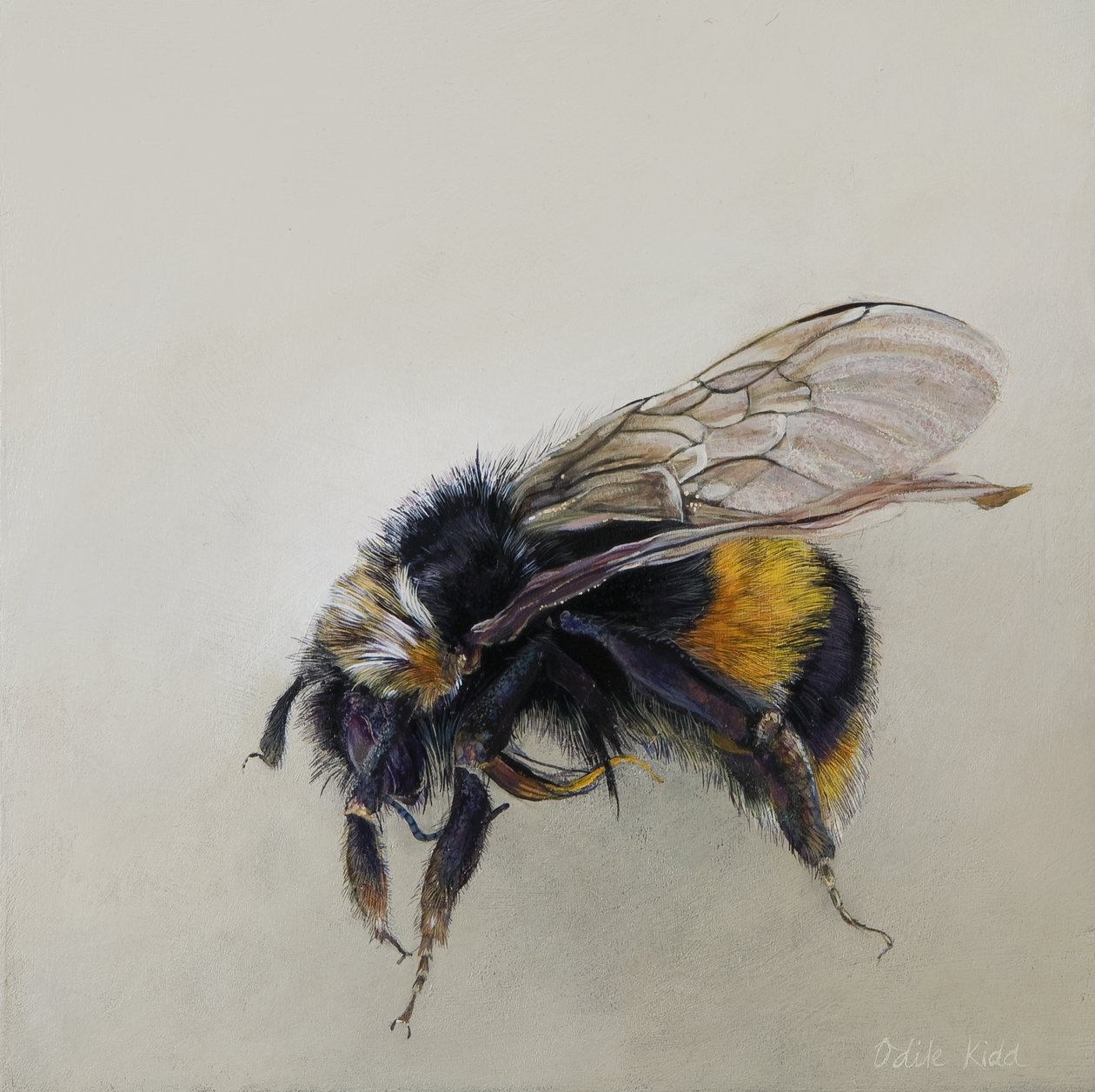 Bombus terrestris 1 (a), 2008 (acrilico su legno) da Odile Kidd