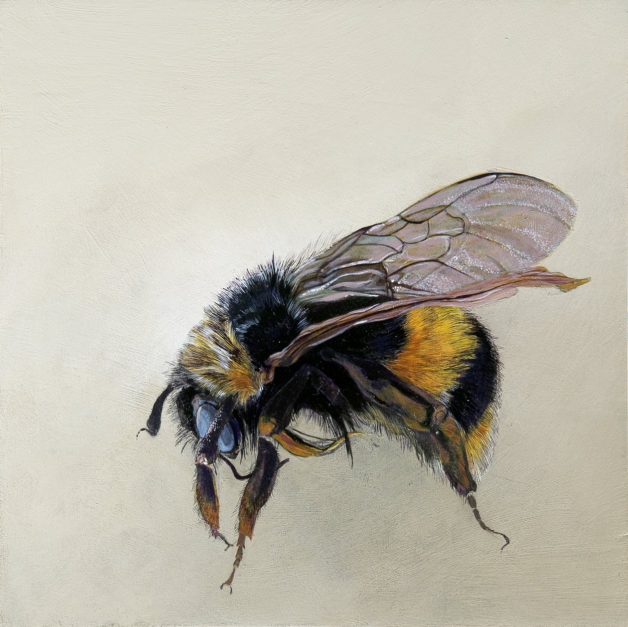 Bombus terrestris 1 (b), 2008 (acrilico su legno) da Odile Kidd