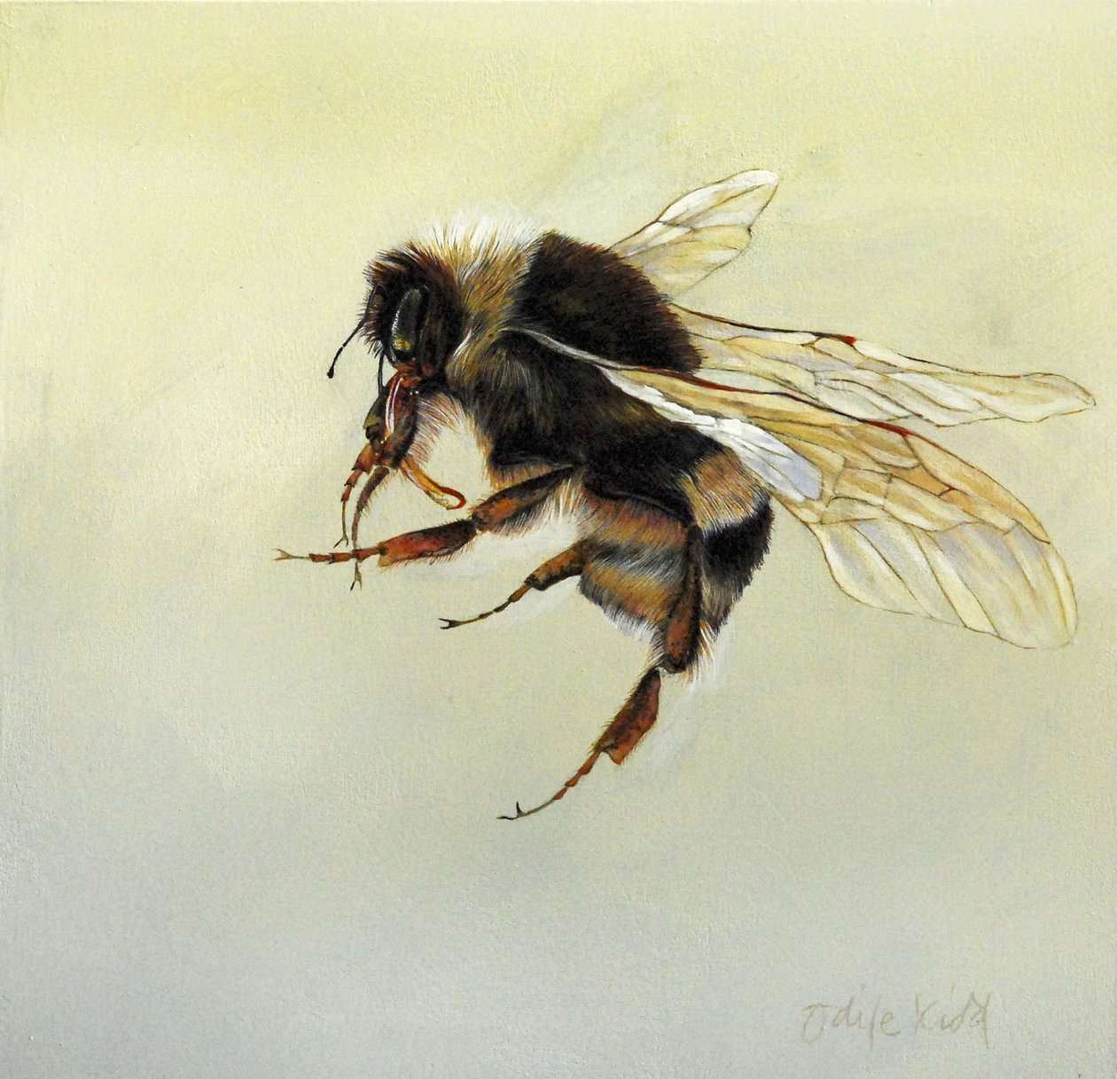 Bombus terrestris 4, 2011 (acrilico su legno) da Odile Kidd
