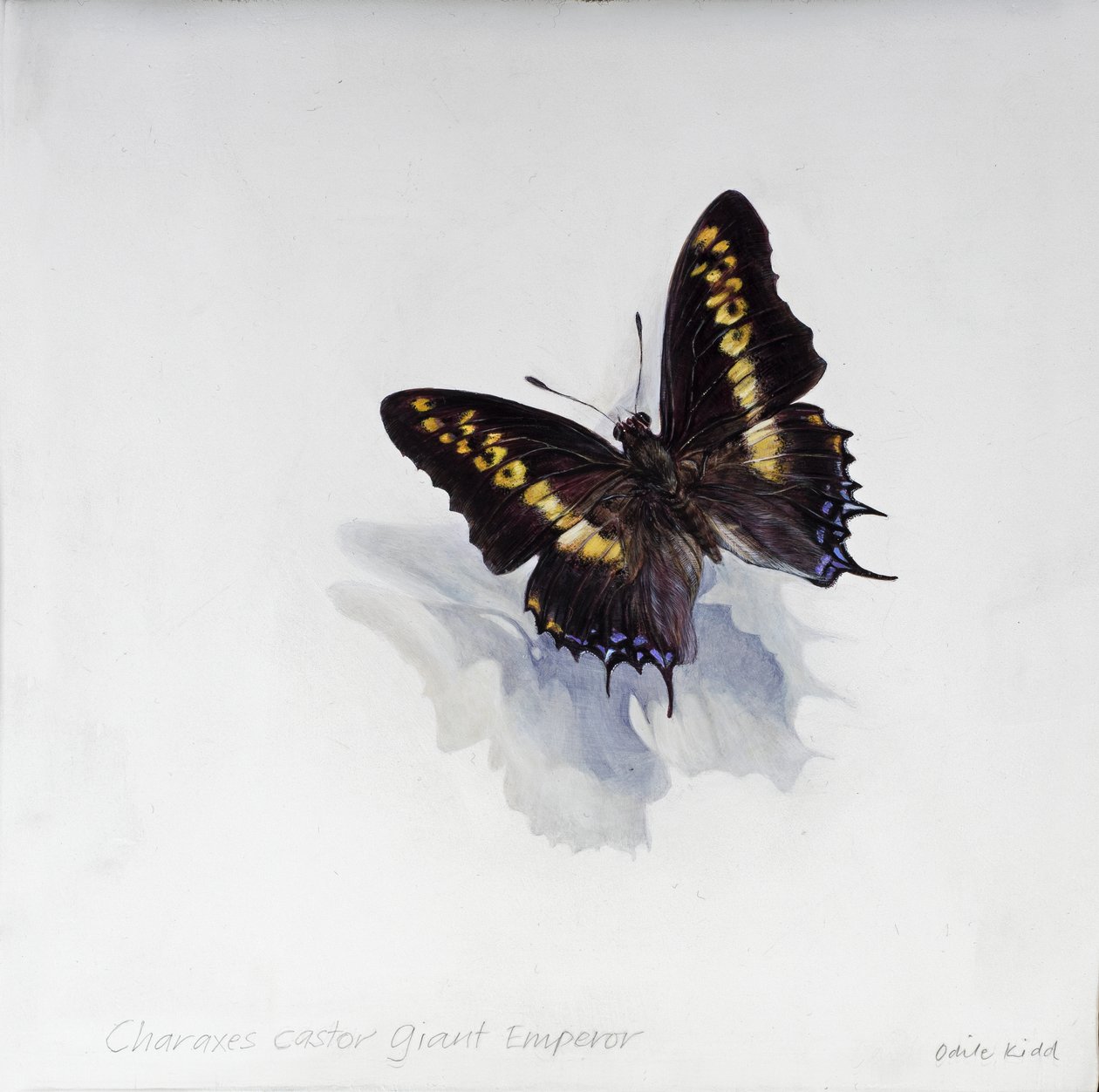 Charaxes castor, imperatore gigante, 2014 (acrilico su legno gesso) da Odile Kidd